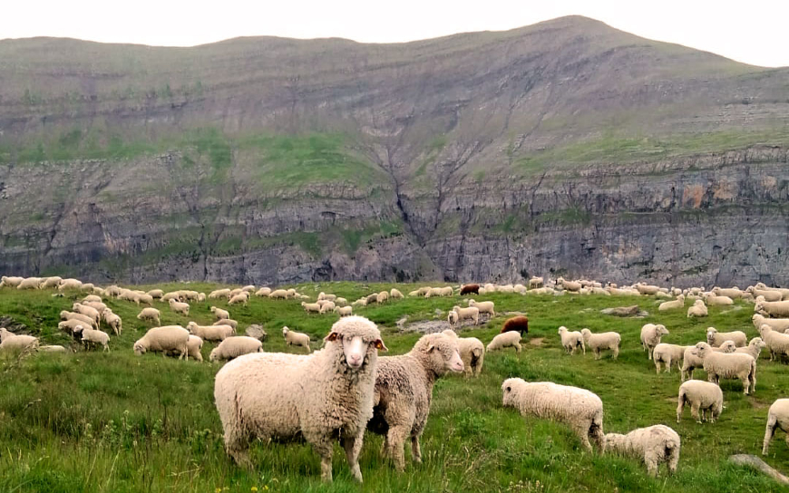 ovejas pastando dLana